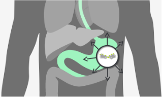Diagram describing maintained CLDN18.2 expression in lymph node metastases and other distant metastases